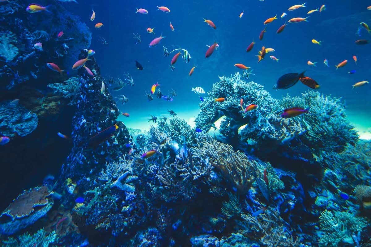 サンゴが絶滅したら魚もいなくなる サンシャイン水族館の熱き取り組み Yahoo Japan Sdgs 豊かな未来のきっかけを届ける