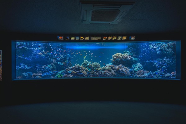 サンシャイン水族館の水槽