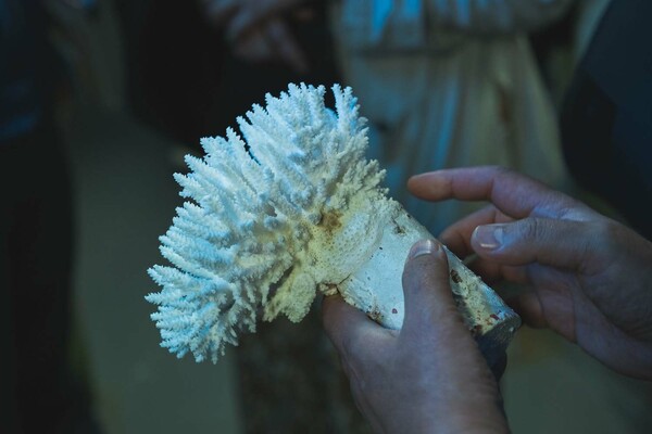 サンゴの骨格（白化時にはサンゴの骨格が透けて見え、白くみえます）