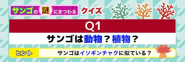 Q1 サンゴは動物？　植物？