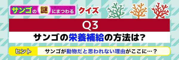 Q3 サンゴの栄養補給の方法は？