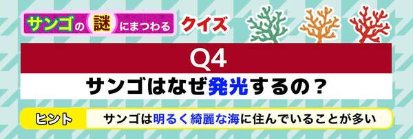 Q4 サンゴはなぜ発光するの？