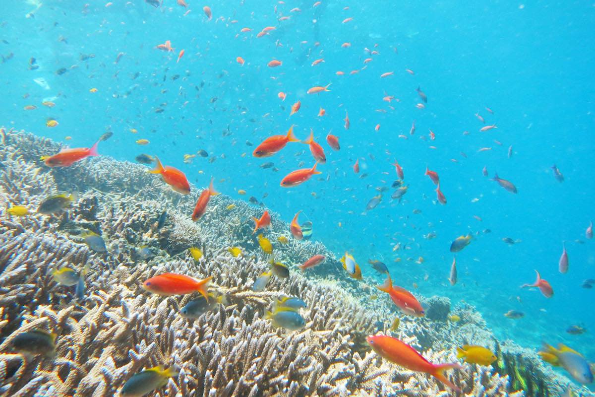 沖縄の海を、東京で再現!? 水槽の中に生態系を作る男たち  Yahoo 