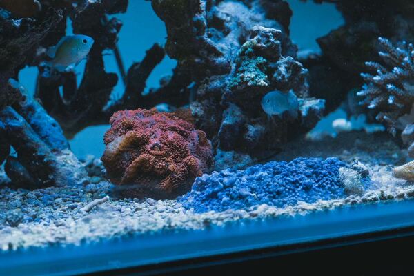 サンゴのまわりには様々な生き物がいる