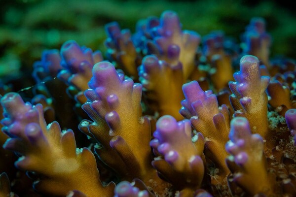 サンゴに寄生する生物