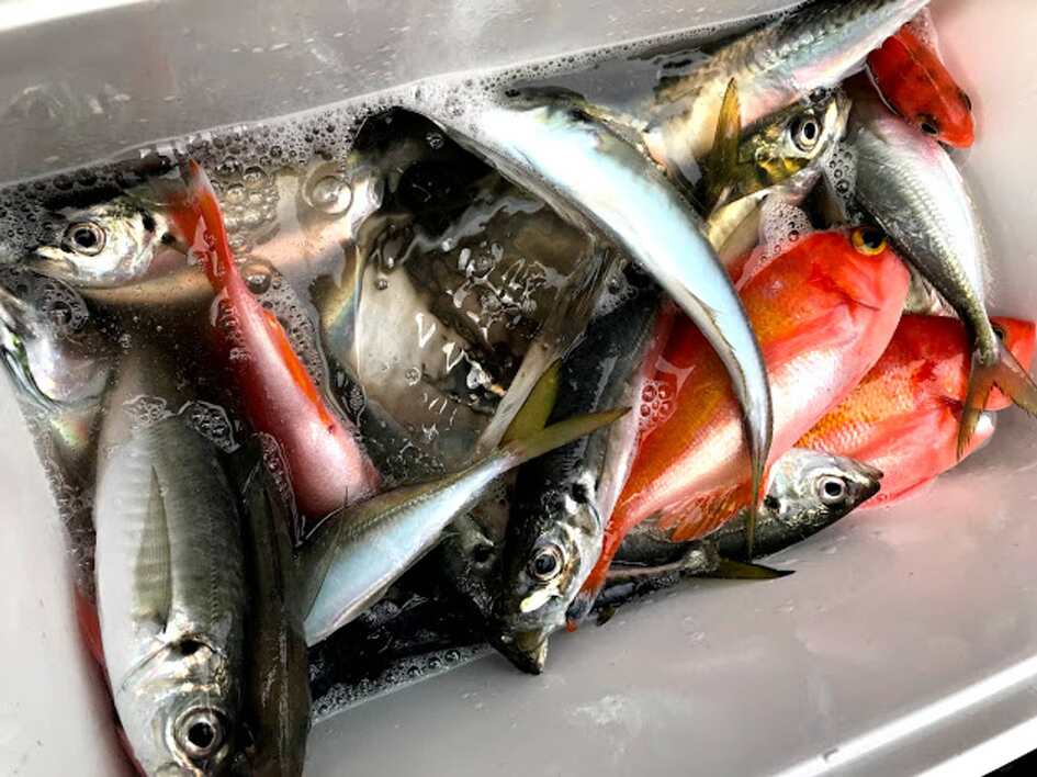 筆者が先日釣った、平塚の美味しい魚たち