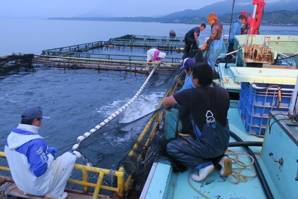 生簀から魚をあげる様子