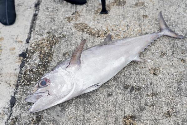 仕留めた魚