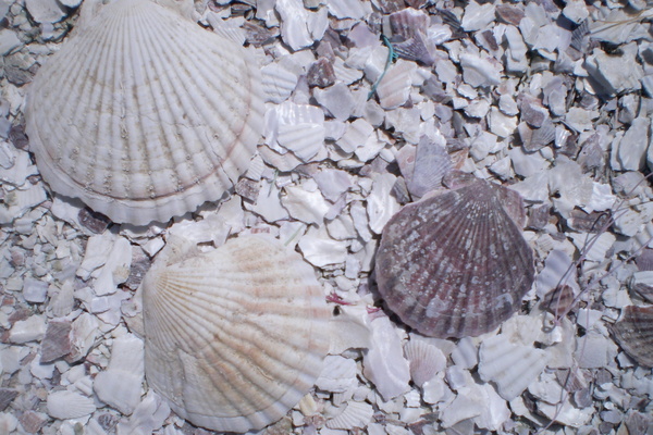 ホタテの貝殻