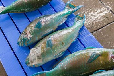 沖縄の青い魚、イラブチャー