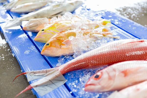 魚市場には色とりどりの魚が並ぶ