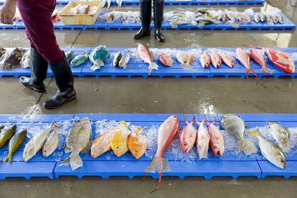 赤、青、オレンジ、色とりどりの魚が数多く並ぶ