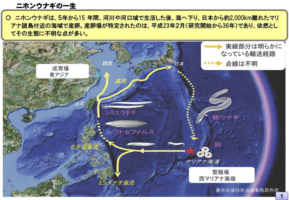 うなぎの一生。日本ウナギは5年から15年間、河川や河口域で生活した後、海ヘ下り、マリアナ諸島付近の海域で産卵。