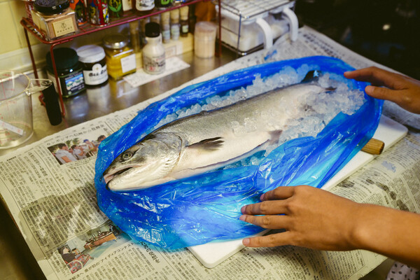 青いビニール袋を開けると、びっしりの氷の中に鮭が丸一匹。