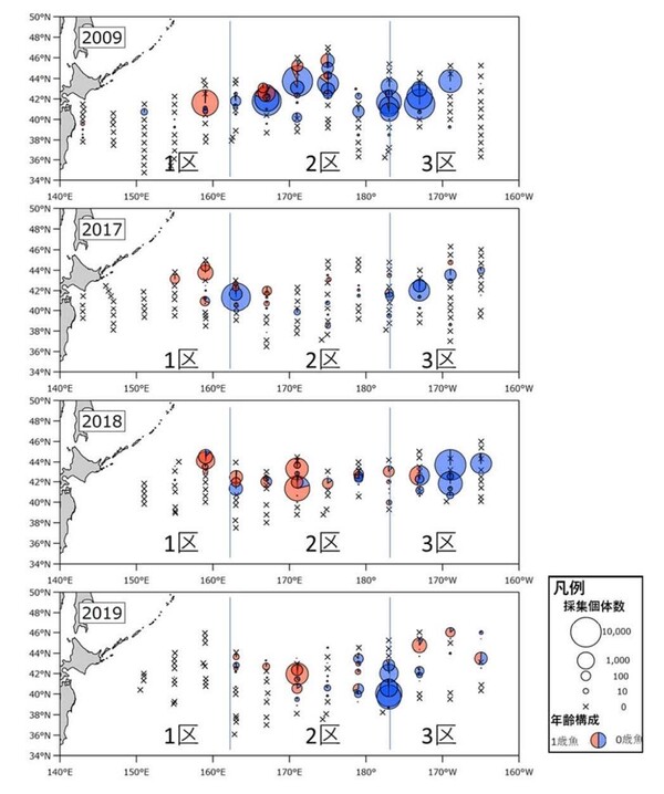 6～7月に実施したサンマ資源量直接推定調査におけるサンマの分布状況。図中の赤丸は大型の1歳魚、青丸は小型の0歳魚の割合を表す