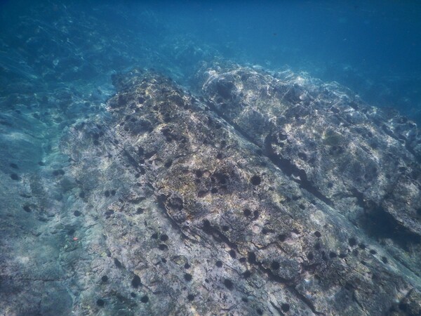 海藻がなくなりウニだらけの岩場
