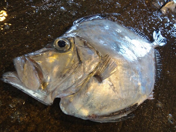 特徴的な顔と大きな目を持つカガミダイ