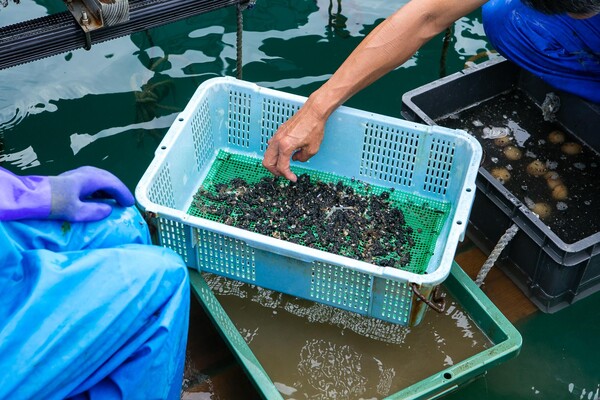 濾したアンスラサイトから出てきた、無数の生き物たち