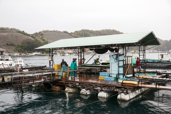 漁港内の海上いかだで選別された真鯛がベルトコンベアーに乗って活魚運搬車へ運ばれる
