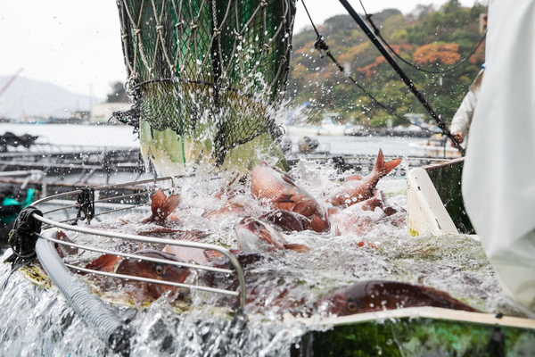 いけすから水揚げされる真鯛