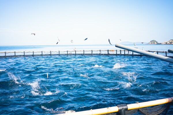 いけすに餌が投げ入れられるとマグロが活気付く